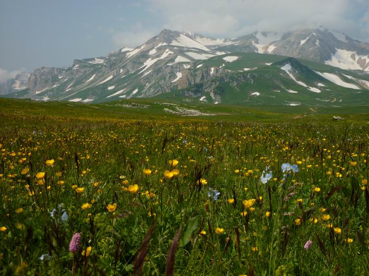 Поляна цветов фото от СВ-Астур, поляна с цветами, поляна с горными цветами