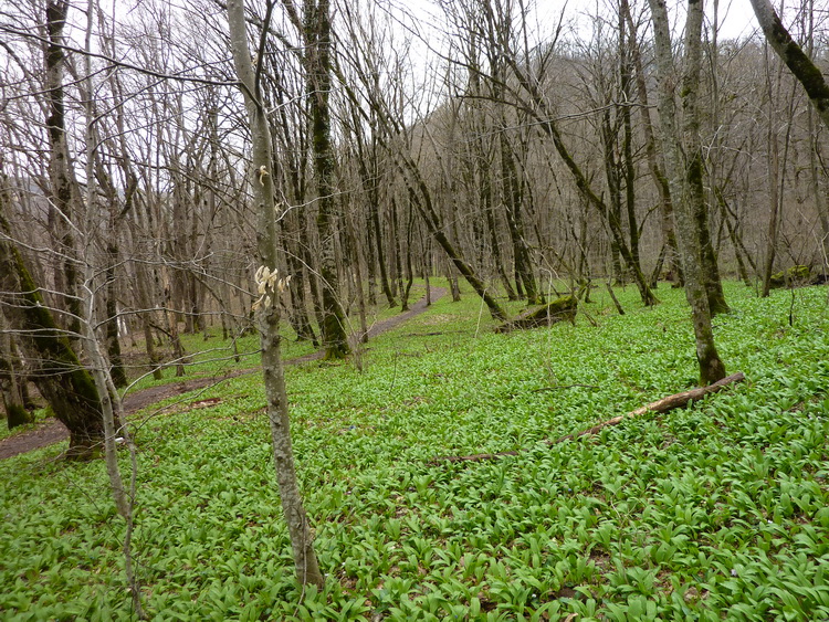 Весна в лесу фото от СВ-Астур, лес весной
