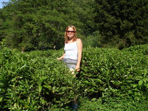 Девушка на чайной плантации фото