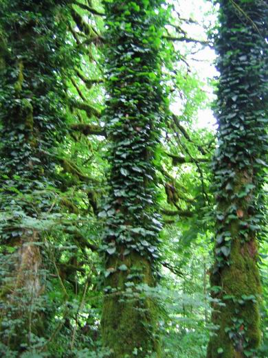 Лес в субтропиках, леса в субтропиках - фото от СВ-Астур