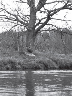 Река Жиздра - дерево пытаются свалить Бобры
