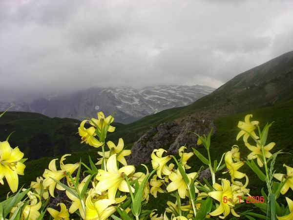 Красивые цветы в горах, маршрут 30
