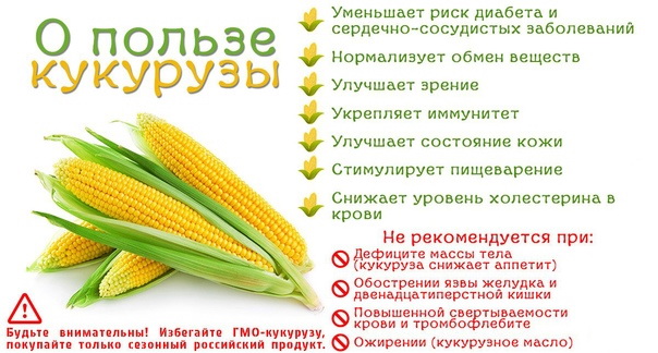 Полезные свойства кукурузы для организма человека