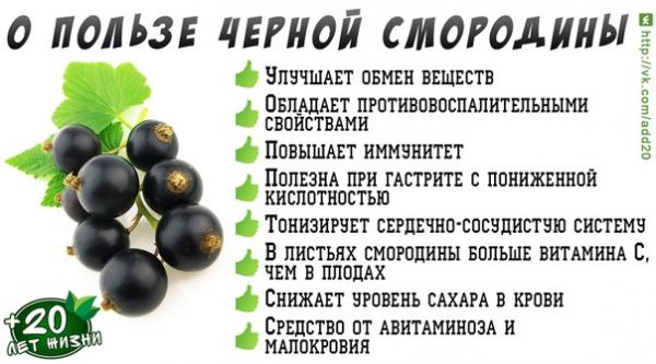Полезные свойства черной смородины. Польза листьев черной смородины