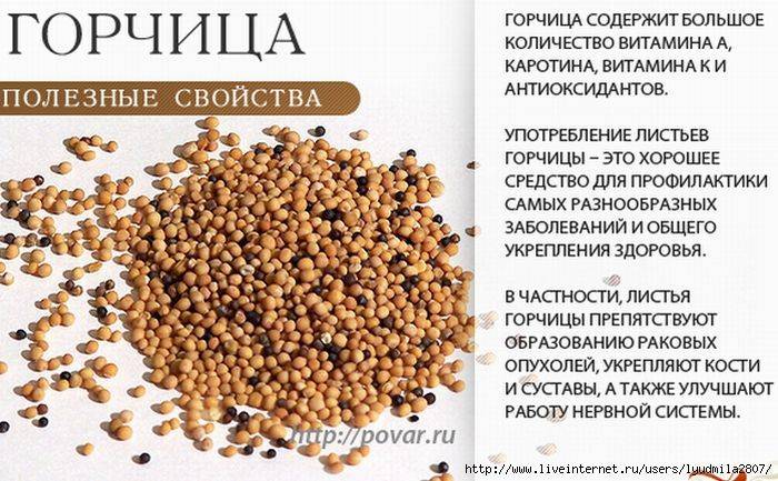 Чем полезна горчица