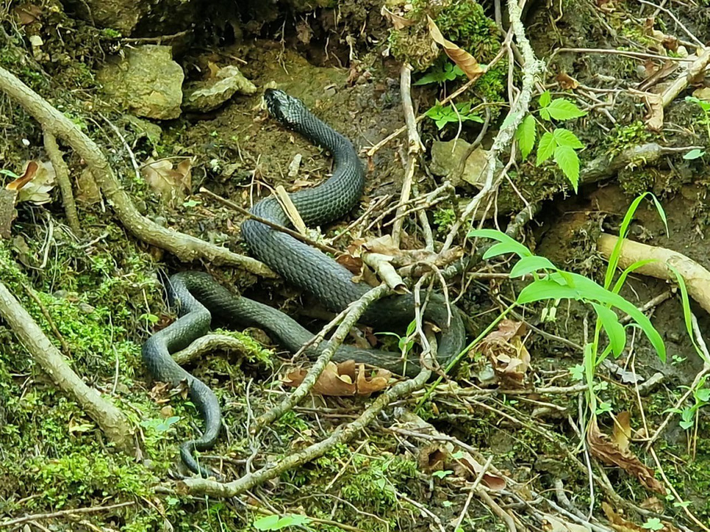 Змея в горах фото от СВ-Астур