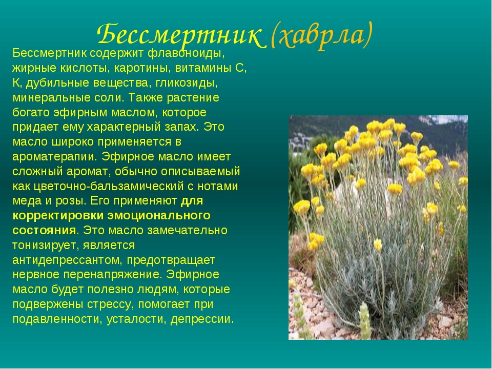 Чем полезен бессмертник для организма человека