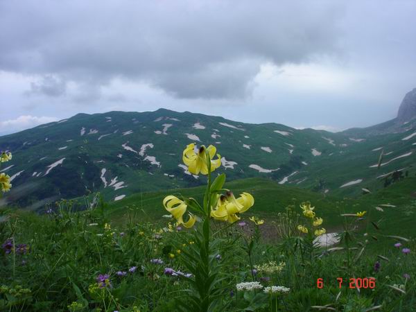 Цветок на фоне гор, маршрут 30