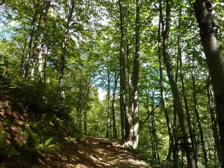 буковый лес в горах на маршруте 30