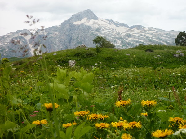 Цветы на фоне гор, тур в Адыгее