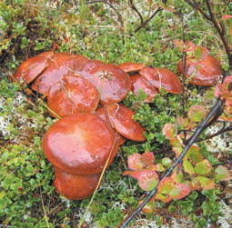 Маслята - грибы маслята фото на сайте СВ-Астур