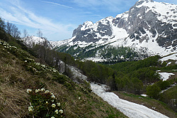 Цветы весной в горах Адыгеи