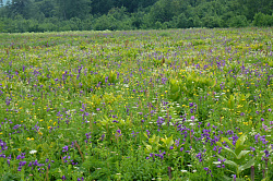 Цветущий луг, маршрут Тридцатка через горы к морю 30-ка поход