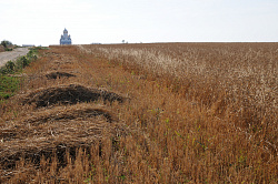 Пейзаж с церковью и пшеничным полем, автор фото Черных В.Е. Это осенний пейзаж с храмом и полем.