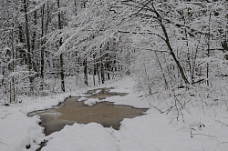 Фото в зимнем лесу, автор фото Черных В.Е. Пейзажный снимок в зимнем лесу.