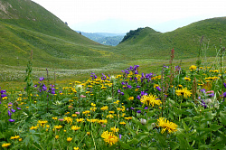 Это цветы в горах на туристическом маршруте  Знаменитая Тридцатка - легендарный маршрут 30. Цветы в этих горах в разные месяцы лета разные, но всегда очень красивые и яркие.