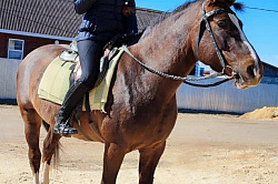 Девушка лошади