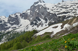 Цветы в горах на фоне снега
