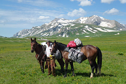 Фото лошади на фоне природы и красивых гор на юге России.
