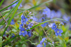Синие цветы фото Черных В.Е. Эти синие полевые цветы сфотографированы в горном курорте Хаджох. Из Хаджоха начинается маршрут  Знаменитая Тридцатка - легендарный маршрут 30. 