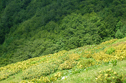 Горный склон в желтых цветах, маршрут 30 через горы к морю поход