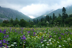 Эта цветочная поляна находится в горах на туре Знаменитая Тридцатка - легендарный маршрут 30. Такие картинки цветочной поляны можно сделать только в июле. В каждом месяце лета и осени краски цветения на этой поляне разные.