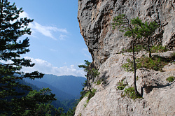 Деревья на скалах в горах