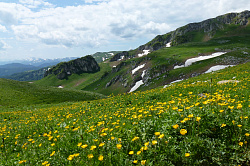 Этот цветущий альпийский луг сфотографирован на туристическом маршруте Знаменитая Тридцатка - через горы и луга к морю