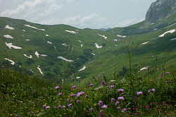 Фиолетовые цветы в горах, маршрут 30 через горы к морю поход 30-ка