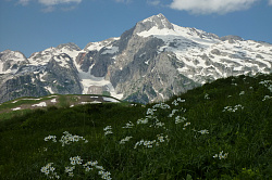 Белые горные цветы на фоне заснеженных гор, маршрут 30 через горы к морю