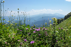 Пейзаж с красивыми цветами, маршрут 30 через горы к морю тур