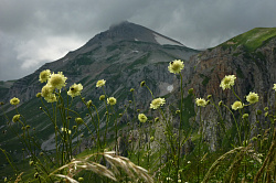 Цветы на фоне горной вершины, маршрут 30 тур поход через горы к морю