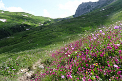 Альпика, цветущие луга, маршрут 30 через горы к морю, Тридцатка