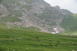 Лошади пасутся фото Черных В.Е. Лошади пасутся в горах на туристическом маршруте Знаменитая Тридцатка - легендарный маршрут 30 - через горы к морю - комфорт.