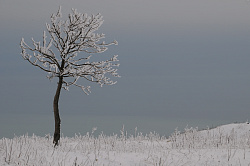 Заснеженное дерево в поле, автор фото Черных В.Е. Заснеженное царство природы.