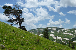 На туристическом маршруте  Знаменитая Тридцатка - легендарный маршрут 30 сфотографировано это дерево в горах.