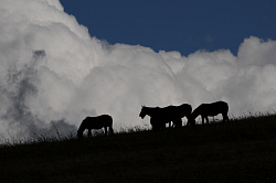 Представляем фото лошади в горах. Лошади и красивые облака фото на туристическом маршруте Знаменитая Тридцатка - легендарный маршрут 30. Фотография Черных В.Е.