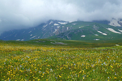Горный пейзаж с цветами, горный цветы на маршруте 30 через горы к морю