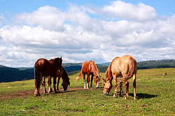 Лошади пасутся