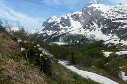 Цветы весной в горах Адыгеи