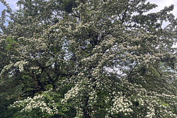 Цветения боярышника а горах Адыгеи. Активные туры в Адыгее