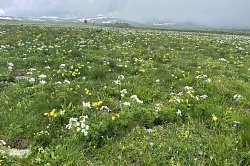 Цветущие альпийские луга горной Адыгеи