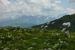 Белые цветы на фоне гор, маршрут 30 через горы к морю поход 30-ка тур