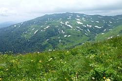 Пейзаж с цветами в горах на маршруте 30 через горы к морю