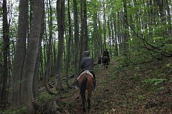 Конные прогулки