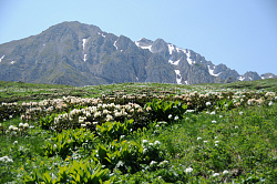 Рододендроны фото Черных В.Е. Эти красивые цветы рододендроны сфотографированы на туристическом маршруте  Знаменитая Тридцатка - легендарный маршрут 30. Маршрут через горы к морю с комфортом.