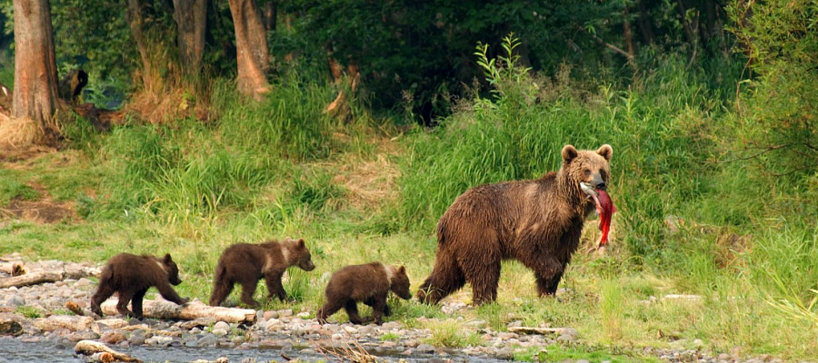Камчатка - Медведи и другие 7 чудес Камчатки