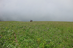 Пейзаж с лошадьми и туманом