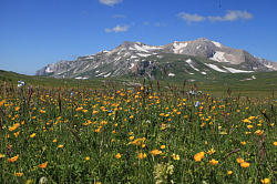 Эти цветы на фоне гор находятся на туристическом маршруте Знаменитая Тридцатка - легендарный маршрут 30. Цветы на фоне заснеженных гор смотрятся эффектно.