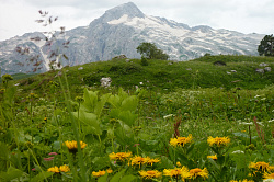 Пейзаж с желтыми цветами на фоне гор, маршрут 30 через горы к морю